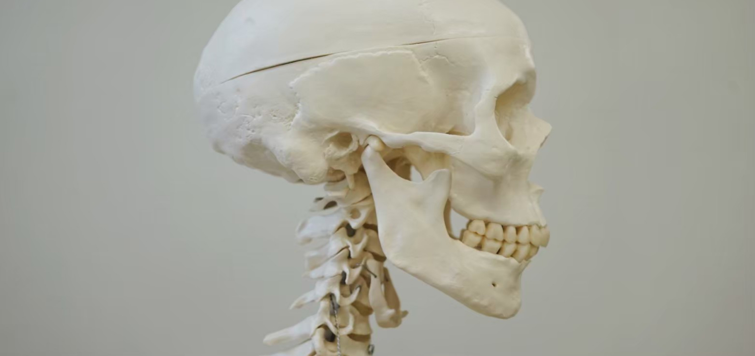 頭蓋骨の写真