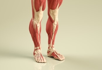 人体模型の足