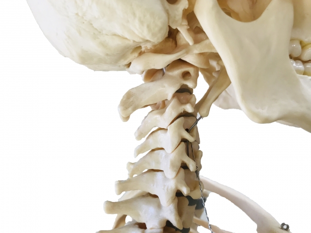 頚椎の骨の写真