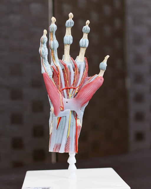 手の解剖