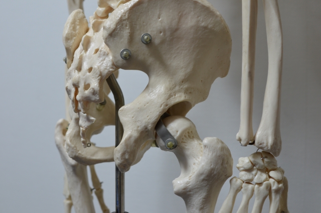 妊娠・出産後に起こるお尻の奥の痛み（深殿部痛）について