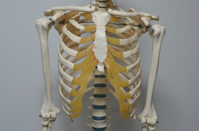 肋骨模型